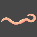 worm