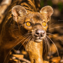 Fossa